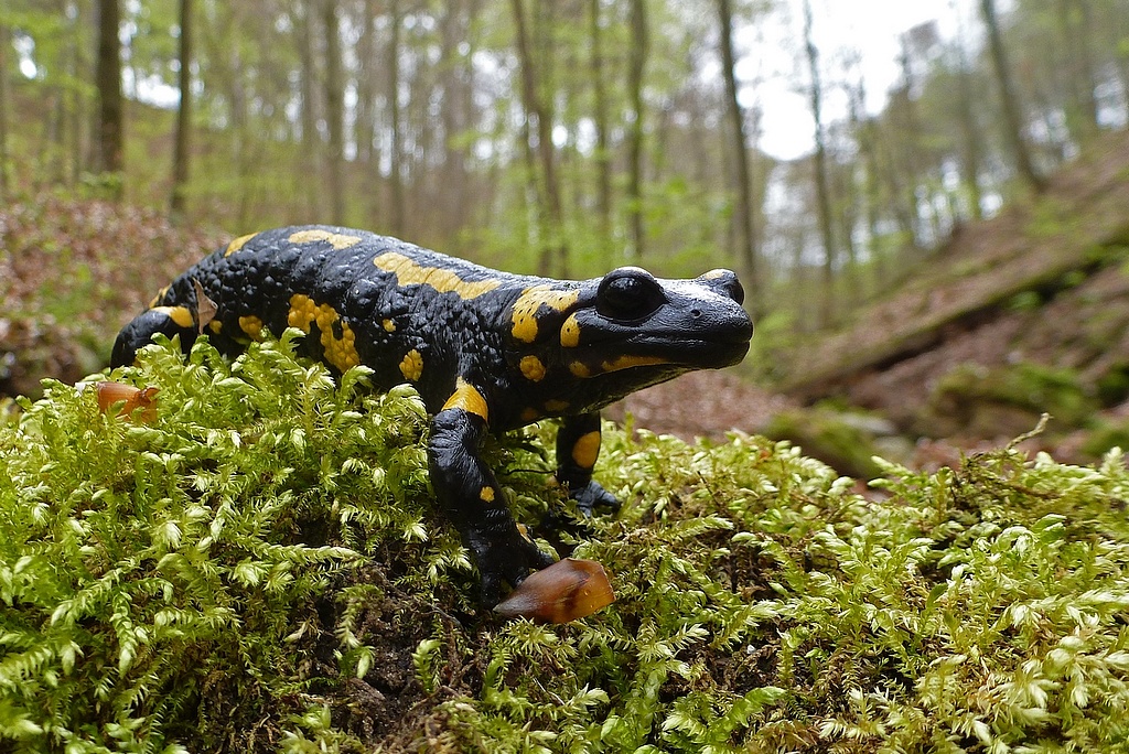 NSG 155, Feuersalamander Salamandra salamandra im NSG „Waldecker Schloßgrund“ (Saale-Holzland-Kreis). (Foto: Andreas Lux 11.04.2014)