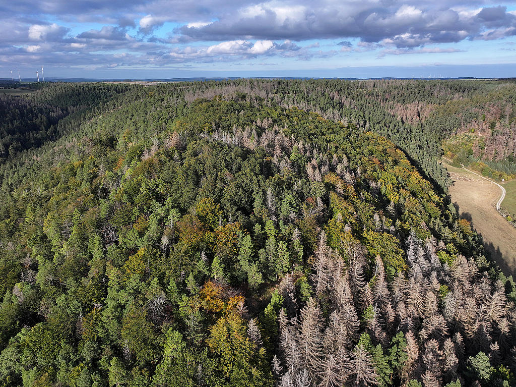 NSG 156, Blick von Südsüdwest auf zentralen Teil des NSG „Eichberg und Talgrube“ nordnordwestlich Heilsberg (Stadt Rudolstadt, Landkreis Saalfeld-Rudolstadt) mit hauptsächlich Nadel-Laub-Mischwald aus Wald-Kiefer, Buche, Eiche und (nach Borkenkäferbefall abgestorbener) Fichte (z. T. aus der forstlichen Nutzung genommen, hier links und vorn im Bild) und Laubmischwald aus Eiche, Buche und Edellaubholz. (Foto: Holm Wenzel, 06.10.2024)