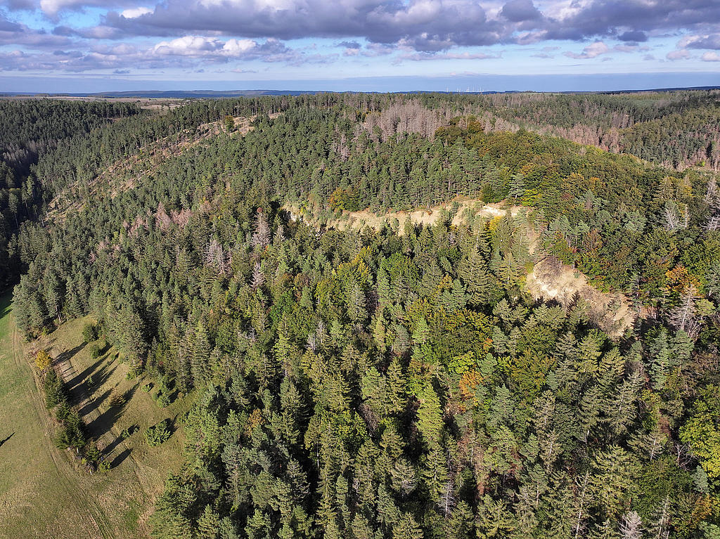 NSG 156, Blick von Südwesten auf den nordwestlichen bis nördlichen Teil des NSG „Eichberg und Talgrube“ nordnordwestlich Heilsberg (Stadt Rudolstadt, Landkreis Saalfeld-Rudolstadt) mit der westexponierten Muschelkalk-Abrisswand sowie Nadel-Laub-Mischwald aus Wald-Kiefer, Buche, Eiche und (nach Borkenkäferbefall meist abgestorbener) Fichte (unterhalb der Abrisswand aus der forstlichen Nutzung genommen) und Laubmischwald aus Eiche, Buche und Edellaubholz. (Foto: Holm Wenzel, 06.10.2024)