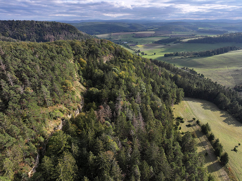 NSG 156, Blick von Norden auf den westlichen bis südwestlichen Teil des NSG „Eichberg und Talgrube“ nordnordwestlich Heilsberg (Stadt Rudolstadt, Landkreis Saalfeld-Rudolstadt) mit der westexponierten Muschelkalk-Abrisswand sowie Nadel-Laub-Mischwald aus Wald-Kiefer, Buche, Eiche und (nach Borkenkäferbefall meist abgestorbener) Fichte (unterhalb der Abrisswand aus der forstlichen Nutzung genommen) und kleiner Wacholderheide. (Foto: Holm Wenzel, 06.10.2024)