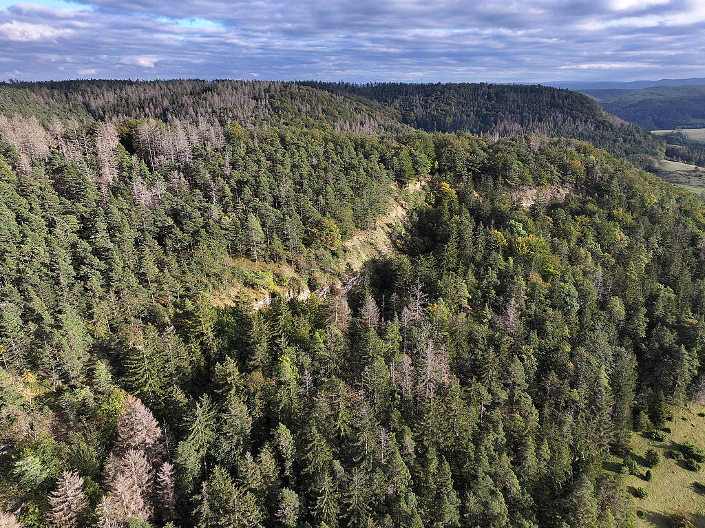 NSG 156, Blick von Nordwesten auf zentralen Teil des NSG „Eichberg und Talgrube“ nordnordwestlich Heilsberg (Stadt Rudolstadt, Landkreis Saalfeld-Rudolstadt) mit der westexponierten Muschelkalk-Abrisswand sowie Nadel-Laub-Mischwald aus Wald-Kiefer, Buche, Eiche und (nach Borkenkäferbefall meist abgestorbener) Fichte (unterhalb der Abrisswand aus der forstlichen Nutzung genommen) und kleiner Wacholderheide. (Foto: Holm Wenzel, 06.10.2024)