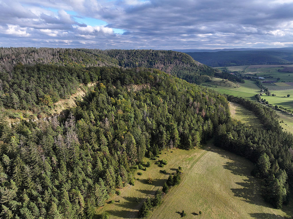 NSG 156, Blick von Nordwesten auf zentralen bis südwestlichen Teil des NSG „Eichberg und Talgrube“ nordnordwestlich Heilsberg (Stadt Rudolstadt, Landkreis Saalfeld-Rudolstadt) mit der westexponierten Muschelkalk-Abrisswand sowie Nadel-Laub-Mischwald aus Wald-Kiefer, Buche, Eiche und (nach Borkenkäferbefall meist abgestorbener) Fichte (unterhalb der Abrisswand aus der forstlichen Nutzung genommen), Laubmischwald aus Eiche, Buche und Edellaubholz, kleiner Wacholderheide und hinten rechts artenreichem Fiederzwenken-Halbtrockenrasen im Übergang zur Glatthaferwiese. (Foto: Holm Wenzel, 06.10.2024)