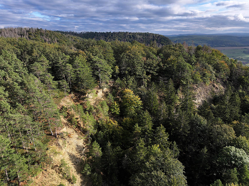 NSG 156, Blick von Nordwesten auf Teil der westexponierten Muschelkalk-Abrisswand im zentralen Bereich des NSG „Eichberg und Talgrube“ nordnordwestlich Heilsberg (Stadt Rudolstadt, Landkreis Saalfeld-Rudolstadt), umgeben von Nadel-Laub-Mischwald aus Wald-Kiefer, Buche, Eiche und (nach Borkenkäferbefall meist abgestorbener) Fichte. (Foto: Holm Wenzel, 06.10.2024)