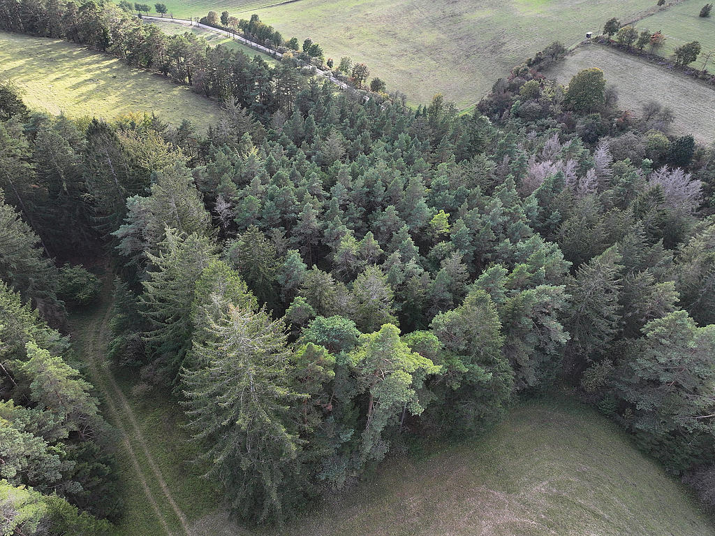 NSG 156, Blick von Nordosten auf aus der forstlichen Nutzung genommene Bestand aus hauptsächlich Wald-Kiefern im Westen sowie oben links artenreichen Fiederzwenken-Halbtrockenrasen im Übergang zur Glatthaferwiese im Südwesten des NSG „Eichberg und Talgrube“ nordnordwestlich Heilsberg (Stadt Rudolstadt, Landkreis Saalfeld-Rudolstadt). (Foto: Holm Wenzel, 06.10.2024)