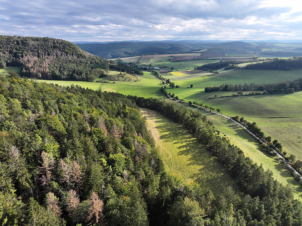 NSG 156, Blick von Norden auf südwestlichen bis südlichen Teil des NSG „Eichberg und Talgrube“ nordnordwestlich Heilsberg (Stadt Rudolstadt, Landkreis Saalfeld-Rudolstadt) mit artenreichem Fiederzwenken-Halbtrockenrasen im Übergang zur Glatthaferwiese und aus der der forstlichen Nutzung genommenem Nadel-Laub-Mischwald aus Wald-Kiefer, Buche, Eiche und (nach Borkenkäferbefall meist abgestorbener) Fichte. (Foto: Holm Wenzel, 06.10.2024)