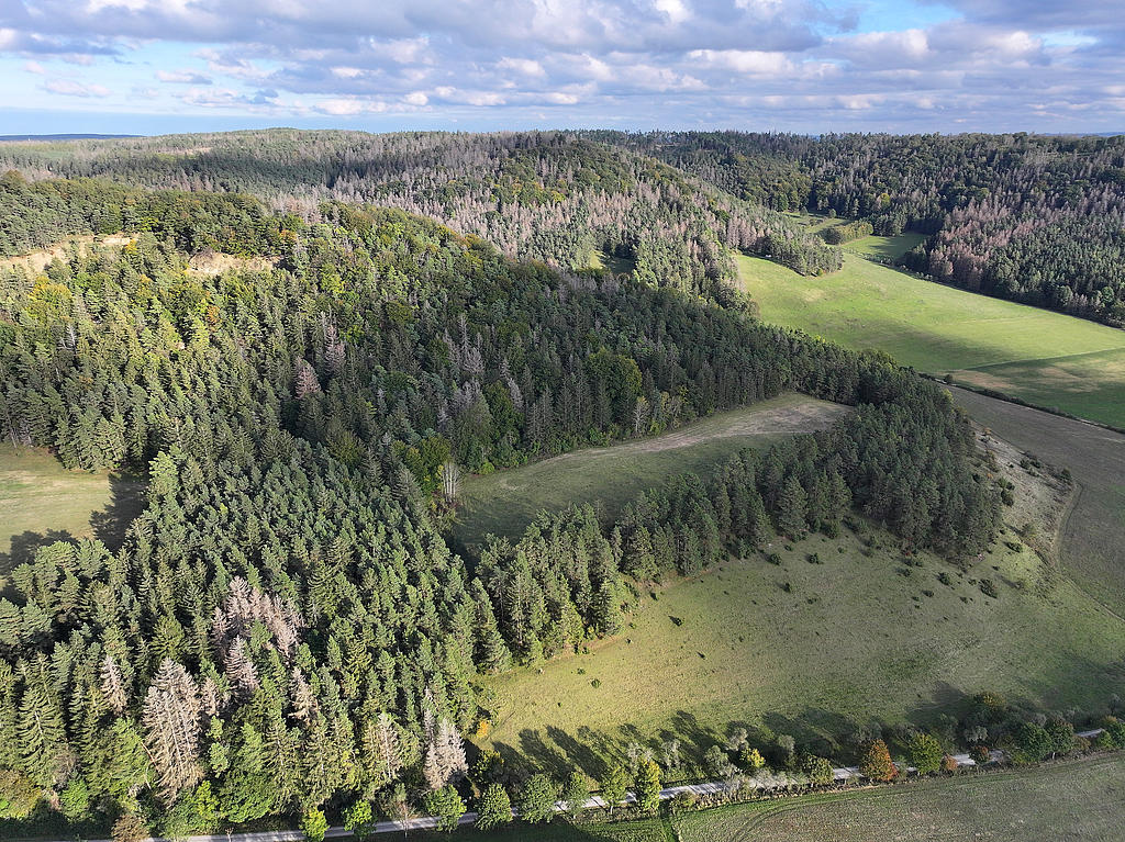 NSG 156, Blick von Westen auf südwestlichen bis südlichen Teil des NSG „Eichberg und Talgrube“ nordnordwestlich Heilsberg (Stadt Rudolstadt, Landkreis Saalfeld-Rudolstadt) insbesondere mit artenreichem Fiederzwenken-Halbtrockenrasen im Übergang zur Glatthaferwiese und aus der der forstlichen Nutzung genommenem Nadel-Laub-Mischwald aus Wald-Kiefer, Buche, Eiche und (nach Borkenkäferbefall meist abgestorbener) Fichte sowie einem Teil der westexponierten Muschelkalk-Abrisswand (oben links). (Foto: Holm Wenzel, 06.10.2024)