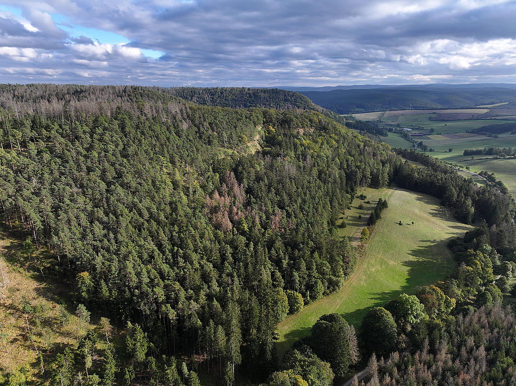 NSG 156, Blick von Nordnordwest auf westliche Teile des NSG „Eichberg und Talgrube“ nordnordwestlich Heilsberg (Stadt Rudolstadt, Landkreis Saalfeld-Rudolstadt) mit der westexponierten Muschelkalk-Abrisswand sowie Nadel-Laub-Mischwald aus Wald-Kiefer, Buche, Eiche und (nach Borkenkäferbefall meist abgestorbener) Fichte (unterhalb der Abrisswand aus der forstlichen Nutzung genommen) und kleiner Wacholderheide. (Foto: Holm Wenzel, 06.10.2024)