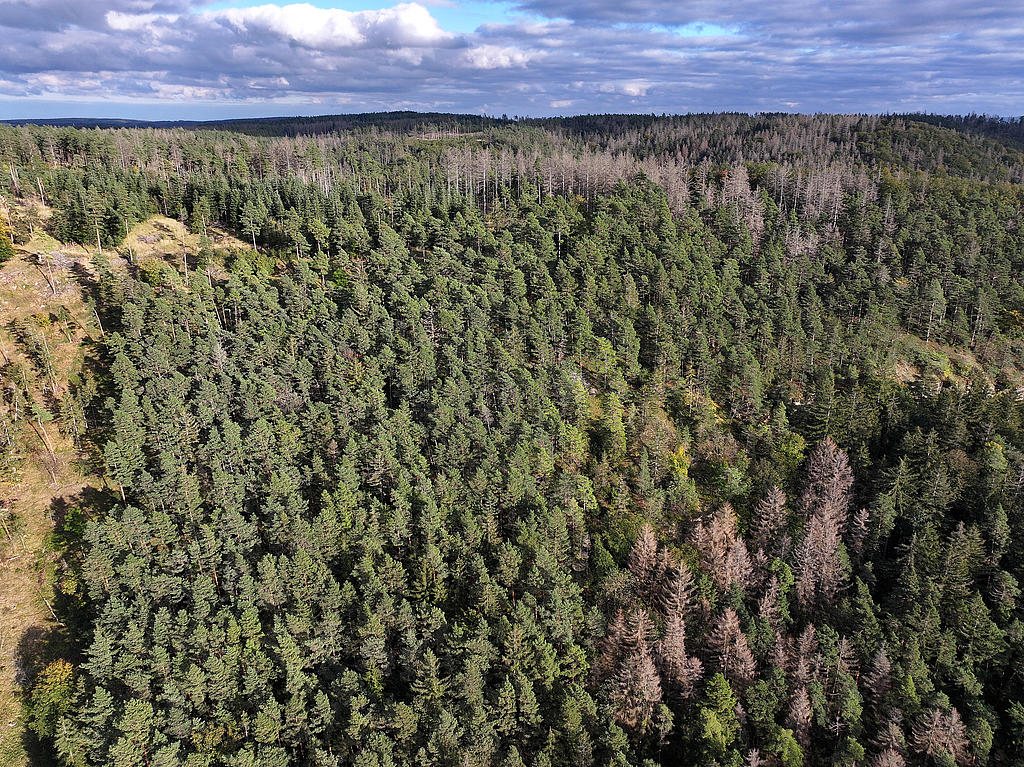 NSG 156, Blick von Westen auf den nordwestlichen bis nördlichen Teil des NSG „Eichberg und Talgrube“ nordnordwestlich Heilsberg (Stadt Rudolstadt, Landkreis Saalfeld-Rudolstadt) hauptsächlich mit Wald-Kiefern und (nach Borkenkäferbefall meist abgestorbenen und z. T. bereits entnommenen) Fichten. (Foto: Holm Wenzel, 06.10.2024)