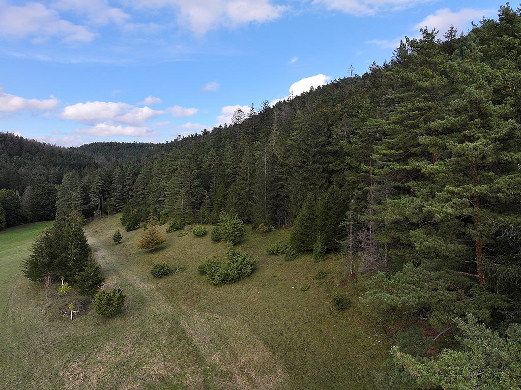 NSG 156, Blick von Südsüdwest auf kleine Wacholderheide mit artenreichem Blaugrasrasen sowie anschließendem Glatthaferwiesen-Streifen und z. T. aus der forstlichen Nutzung genommenem Kiefern-Fichten-Wald im Nordwesten des NSG „Eichberg und Talgrube“ nordnordwestlich Heilsberg (Stadt Rudolstadt, Landkreis Saalfeld-Rudolstadt). (Foto: Holm Wenzel, 06.10.2024)