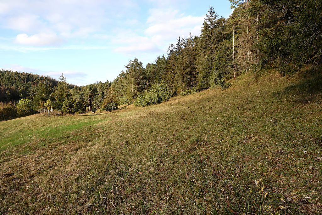 NSG 156, kleine Wacholderheide mit artenreichem Blaugrasrasen und Silberdisteln sowie anschließendem Glatthaferwiesen-Streifen im Nordwesten des NSG „Eichberg und Talgrube“ nordnordwestlich Heilsberg (Stadt Rudolstadt, Landkreis Saalfeld-Rudolstadt). (Foto: Holm Wenzel, 06.10.2024)