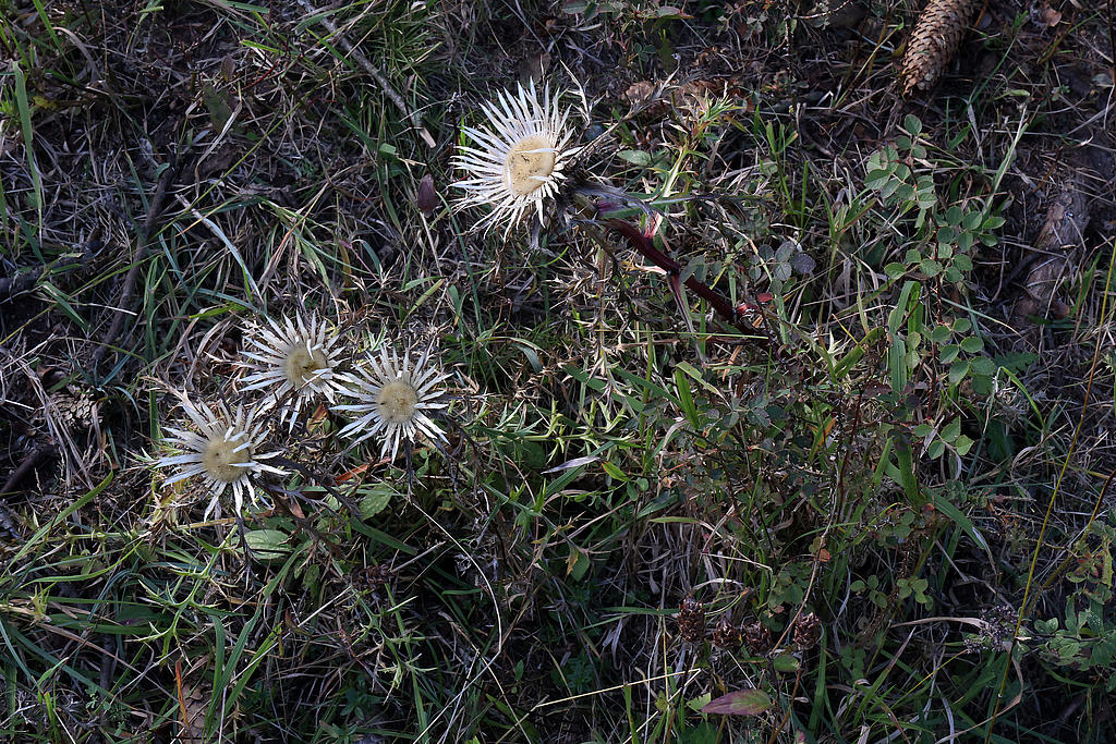 NSG 156, Silberdisteln Carlina acaulis in kleiner Wacholderheide im Nordwesten des NSG „Eichberg und Talgrube“ nordnordwestlich Heilsberg (Stadt Rudolstadt, Landkreis Saalfeld-Rudolstadt). (Foto: Holm Wenzel, 06.10.2024)