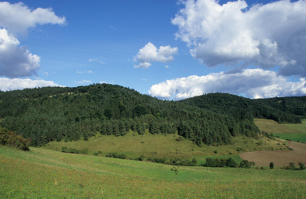 NSG 156, Blick von Westen auf südwestlichen bis südlichen Teil des NSG „Eichberg und Talgrube“ nordnordwestlich Heilsberg (Stadt Rudolstadt, Landkreis Saalfeld-Rudolstadt) bis einschließlich westexponierter Muschelkalk-Abrisswand im zentralen Teil des NSG mit Nadel-Laub-Mischwald aus Wald-Kiefer, Buche, Eiche und (damals noch nicht vom Borkenkäfer befallener und abgestorbener) Fichte. (Foto: Holm Wenzel, 15.09.2002)