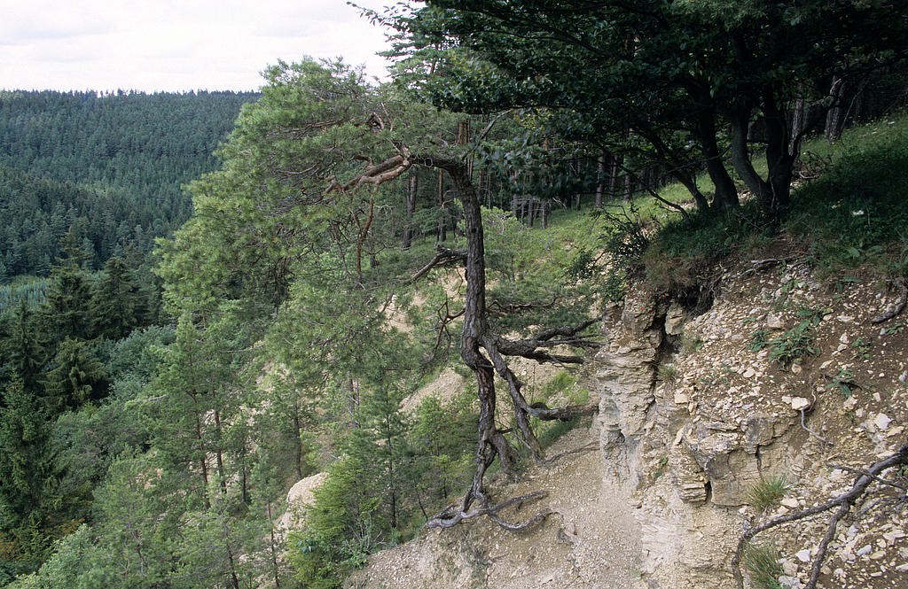 NSG 156, Oberkante der westexponierten Muschelkalk-Abrisswand des Eichberges im zentralen Teil des NSG „Eichberg und Talgrube“ nordnordwestlich Heilsberg (Stadt Rudolstadt, Landkreis Saalfeld-Rudolstadt). (Foto: Holm Wenzel, 26.07.2009)