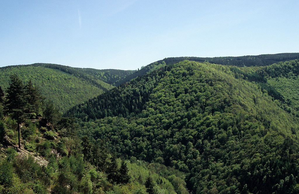 NSG 159, Blick vom Steilhang westlich des Griesbachfelsens über das Schwarzatal nach Südosten auf die Hunnenkuppe mit dem Totalreservat um das kleine Jagdschloss Eberstein und weiteren, aus der forstlichen Nutzung genommenen Waldflächen im NSG „Schwarzatal“ (Landkreis Saalfeld-Rudolstadt). Links hinten: Westexponierter Steilhang am Hainberg zum Werretal (auch im NSG und Bestandteil des Waldgebietes ohne forstliche Nutzung „Schwarzatal“). (Foto: Holm Wenzel, 01.05.2007)