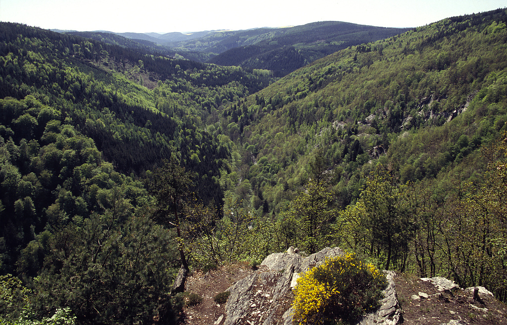 NSG 159, Blick vom Fürstenstand nach Südwesten in das Kerbtal des Schwarzatals im NSG „Schwarzatal“ (Landkreis Saalfeld-Rudolstadt). Der Hang rechts im Bild südlich bis südsüdwestlich Böhlscheiben (Gemeinde Bad Blankenburg) beinhaltet ehemalige Schieferbrüche. Der Hang links im Bild an der Breiten Leite ist Bestandteil des Waldgebietes ohne forstliche Nutzung „Schwarzatal“ und der geplanten NSG-Erweiterung. (Foto: Holm Wenzel, 01.05.2007)
