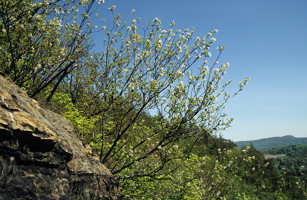NSG 159, Echte Felsenbirne Amelanchier ovalis im Bereich von Phycoden-Schieferfelsen am linksseitigen Hang des Schwarzatals südwestlich Bad Blankenburg im NSG „Schwarzatal“ (Landkreis Saalfeld-Rudolstadt). (Foto: Holm Wenzel, 01.05.2007)