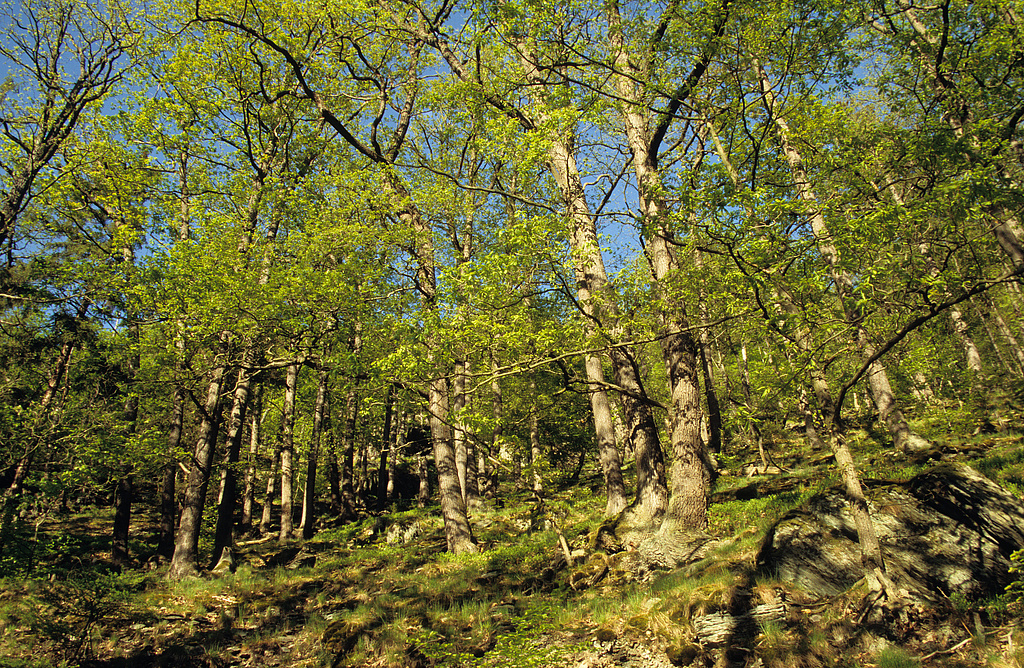 NSG 159, Eichen-Trockenwald am Westhang der Hunnenkuppe zwischen Elisabethfelsen und Eberstein im Totalreservat „Eberstein“ (NSG „Schwarzatal“, Landkreis Saalfeld-Rudolstadt). (Foto: Holm Wenzel, 01.05.2007)