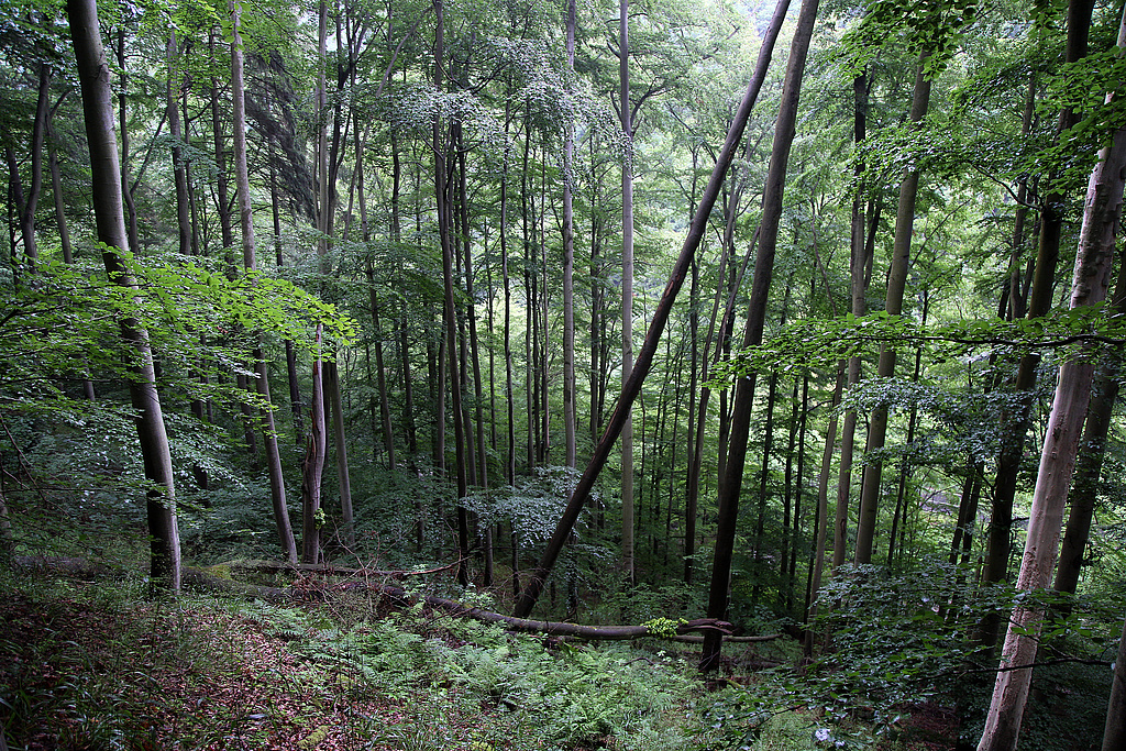 NSG 159, Waldmeister-Buchenwald zwischen Mittelhangweg und Schwarza im Bereich „Kaltes Dorf“ westsüdwestlich der Hunnenkuppe innerhalb einer aus der forstlichen Nutzung genommenen Waldfläche im unteren Schwarzatal (NSG „Schwarzatal“, Landkreis Saalfeld-Rudolstadt). (Foto: Holm Wenzel, 14.06.2020)