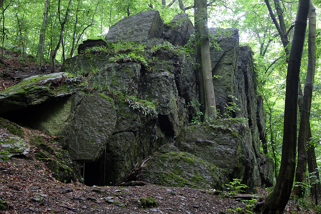 NSG 159, Felsblöcke aus Phycodenschiefer am Unterhang zum Werretal nordöstlich der Hunnenkuppe innerhalb einer aus der forstlichen Nutzung genommenen Waldfläche im unteren Schwarzatal (NSG „Schwarzatal“, Landkreis Saalfeld-Rudolstadt). (Foto: Holm Wenzel, 14.06.2020)