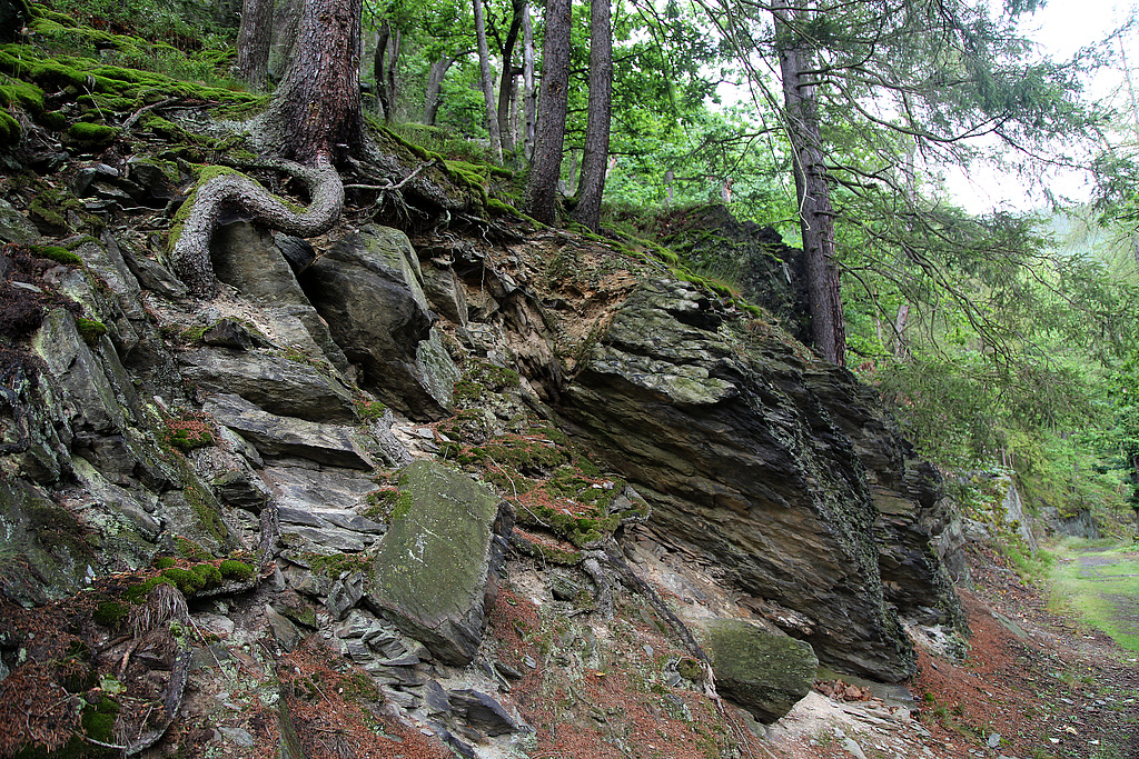 NSG 159, Felsen aus Phycodenschiefer mit deutlich sichtbarer Schieferung; Schichtung und Klüftung an Mittelhangweg im Bereich „Kaltes Dorf“ westsüdwestlich der Hunnenkuppe innerhalb einer aus der forstlichen Nutzung genommenen Waldfläche im unteren Schwarzatal (NSG „Schwarzatal“, Landkreis Saalfeld-Rudolstadt). (Foto: Holm Wenzel, 14.06.2020)