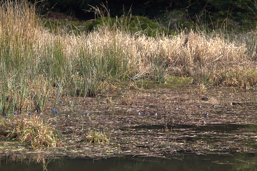 NSG 163, Moorfrösche Rana arvalis in Teich östlich des Roten Hielteiches II südwestlich Moßbach im Nordosten des NSG „Dreba-Plothener Teichgebiet“ (Saale-Orla-Kreis). (Foto: Holm Wenzel, 29.03.2014)