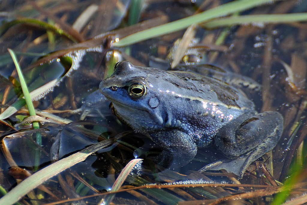 NSG 163, Moorfrosch Rana arvalis im NSG „Dreba-Plothener Teichgebiet“ (Saale-Orla-Kreis). (Foto: Andreas Lux, 29.03.2014)