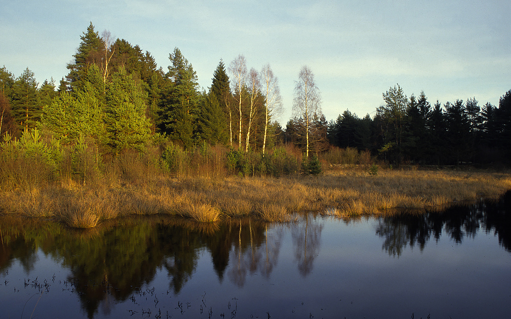 NSG 163, Teich östlich des Blankenteiches im Blankenholz mit Verlandungsvegetation im Norden des NSG „Dreba-Plothener Teichgebiet“ (Saale-Orla-Kreis). (Foto: Holm Wenzel, 02.02.2002)