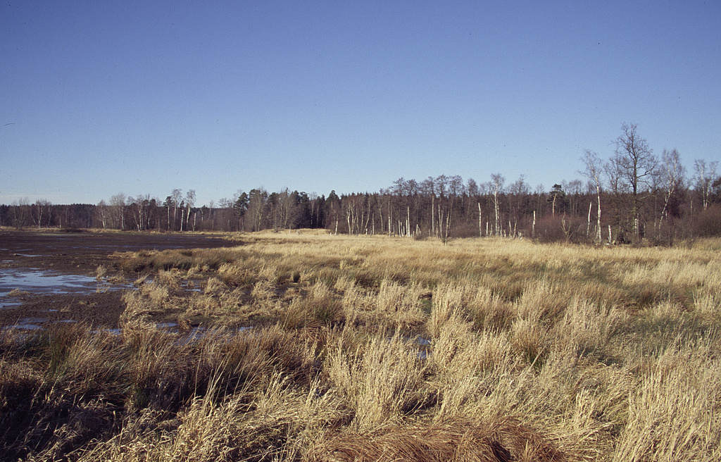 NSG 163, Verlandungsvegetation im Nordosten des Moosteiches westlich Plothen im Zentrum des NSG „Dreba-Plothener Teichgebiet“ (Saale-Orla-Kreis). (Foto: Holm Wenzel, 18.02.2007)