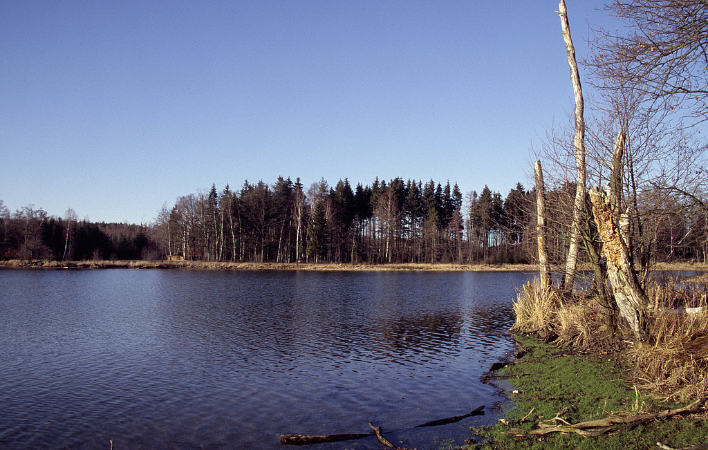 NSG 163, Alter Teich nördlich des Moosteiches südlich Dreba im Zentrum des NSG „Dreba-Plothener Teichgebiet“ (Saale-Orla-Kreis). (Foto: Holm Wenzel, 18.02.2007)