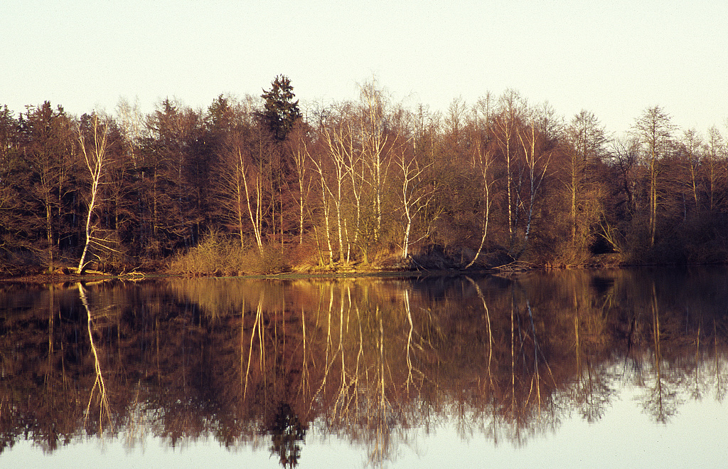 NSG 163, Oberländerteich südsüdöstlich Dreba im schon vor 2000 bestehenden Teil des NSG im Zentrum des heutigen NSG „Dreba-Plothener Teichgebiet“ (Saale-Orla-Kreis). (Foto: Holm Wenzel, 18.02.2007)