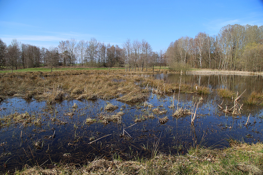 NSG 163, „Moorfroschteich“ nordwestlich des Oberländerteiches südsüdöstlich Dreba im Zentrum des heutigen NSG „Dreba-Plothener Teichgebiet“ (Saale-Orla-Kreis). (Foto: Holm Wenzel, 30.03.2019)