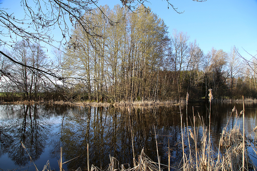 NSG 163, weitgehend von Bäumen wie Schwarz-Erle Alnus glutinosa umstandener Teich mit viel Unterwasservegetation nordwestlich des Oberländerteiches südsüdöstlich Dreba im Zentrum des heutigen NSG „Dreba-Plothener Teichgebiet“ (Saale-Orla-Kreis). (Foto: Holm Wenzel, 30.03.2019)