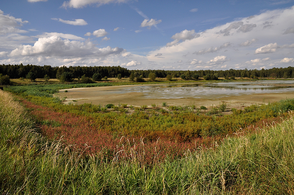 NSG 163, ehemaliges Klärbecken (Gülleabsetzbecken der ehemaligen Schweinemästerei Quaschwitz), regeneriert zu Klarwasserteich mit Teichboden- und Verlandungsvegetation, nördlich Volkmannsdorf im Südwesten des NSG „Dreba-Plothener Teichgebiet“ (Saale-Orla-Kreis). (Foto: Holm Wenzel, 14.08.2011)