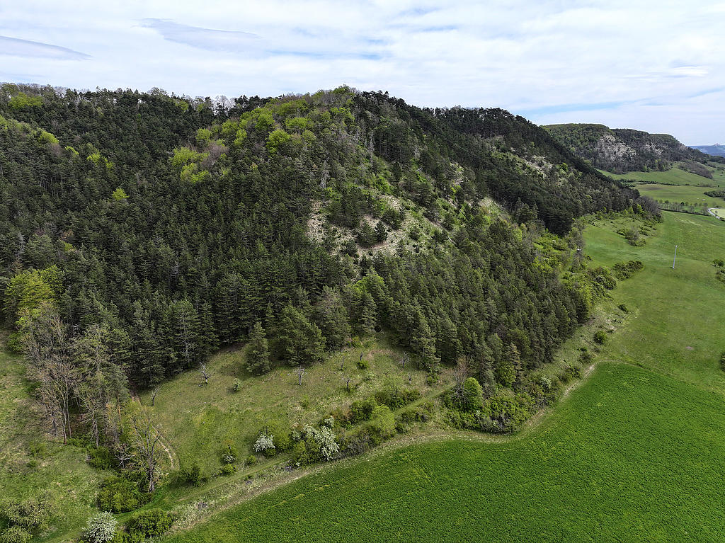 NSG 173, Blick von Westen auf das NSG „Reinstädter Berg“ nordwestlich Geunitz (Gemeinde Reinstädt, Saale-Holzland-Kreis) mit dem weitgehend offenen Muschelkalk-Steilhang (Wellenkalkhang) sowie nutzungsfreiem Wald. Rechts hinten: Schönberg mit gleichnamigem NSG (Nr. 179). (Foto: Holm Wenzel, 28.04.2024)