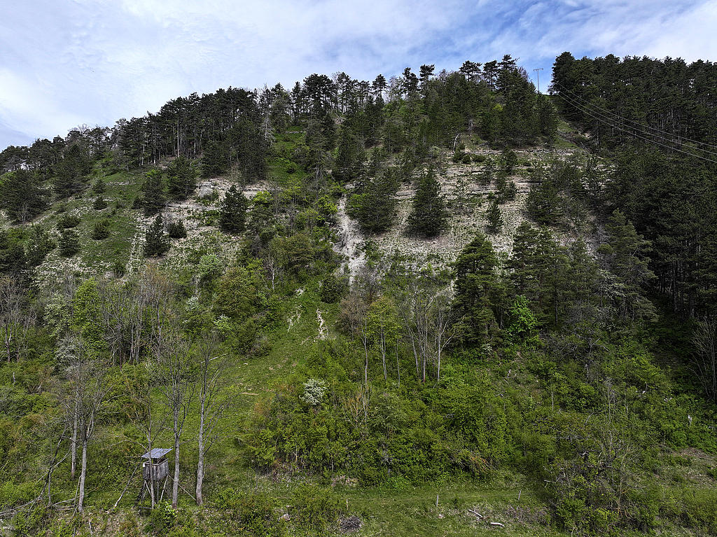 NSG 173, Blick von Südsüdost auf den weitgehend offenen Muschelkalk-Steilhang (Wellenkalkhang) mit artenreichen Trocken- und Halbtrockenrasen sowie z. T. festgelegter Kalkschutthalde, Felsband und Einzelfelsen im NSG „Reinstädter Berg“ nordwestlich Geunitz (Gemeinde Reinstädt, Saale-Holzland-Kreis). (Foto: Holm Wenzel, 28.04.2024).