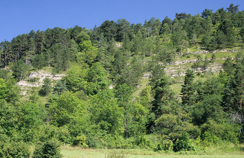 NSG 173, Blick von Süden auf den weitgehend offenen Muschelkalk-Steilhang (Wellenkalkhang) mit artenreichen Trocken- und Halbtrockenrasen sowie z. T. festgelegter Kalkschutthalde, Felsband und Einzelfelsen im NSG „Reinstädter Berg“ nordwestlich Geunitz (Gemeinde Reinstädt, Saale-Holzland-Kreis). (Foto: Holm Wenzel, 26.07.2009)