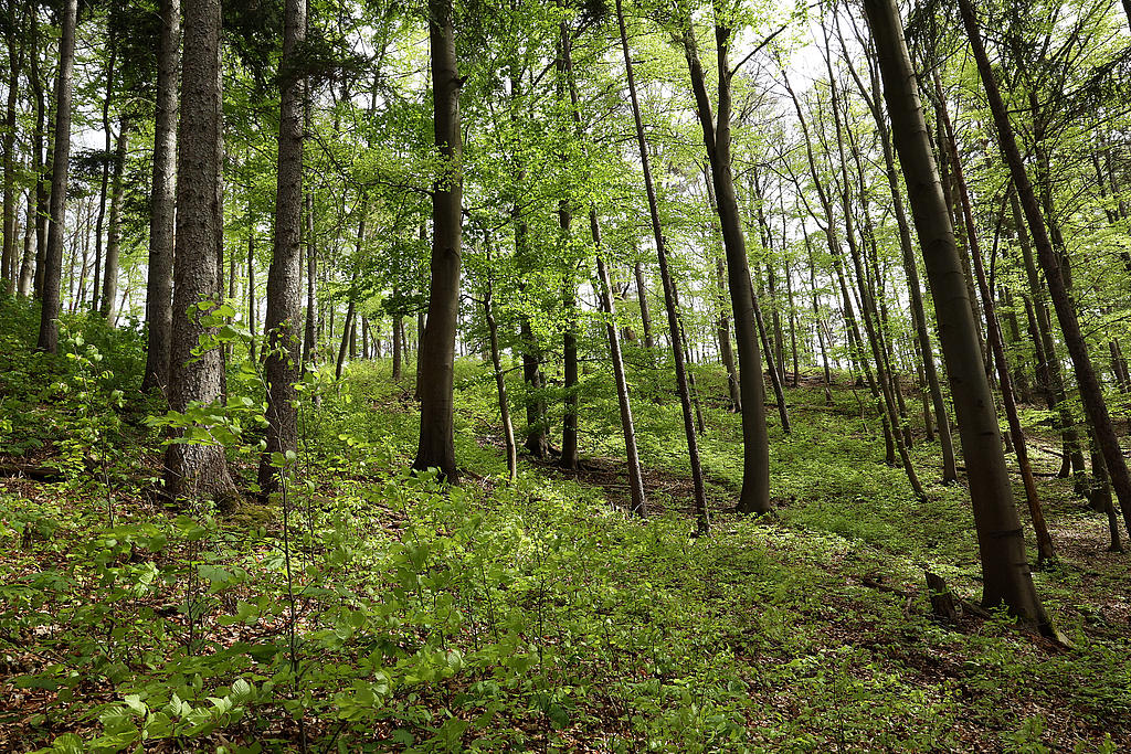 NSG 173, forstlich nicht mehr genutzter Mischwald aus Buchen, Fichten und Wald-Kiefern im Nordwesten des NSG „Reinstädter Berg“ nordwestlich Geunitz (Gemeinde Reinstädt, Saale-Holzland-Kreis). (Foto: Holm Wenzel, 28.04.2024)
