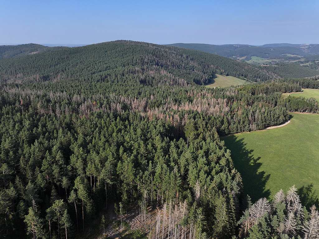 NSG 175, Blick von Südwesten über große Teile des NSG „Meuraer Heide“ nordwestlich bis nördlich Meura (Landkreis Saalfeld-Rudolstadt) von der Heide im Süden über das Quellgebiet der Nassen Quelitz bis zum Quittelsberg in der Nordosthälfte des NSG mit beerstrauchreichem Kiefernwald und zahlreichen Dürrständern nach Borkenkäferbefall der Fichten sowie eingestreuten Lärchen. (Foto: Holm Wenzel, 01.09.2024)