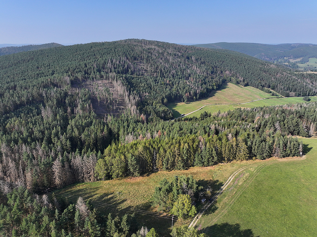NSG 175, Blick von Süden auf den Quittelsberg in der Nordosthälfte des NSG „Meuraer Heide“ nordwestlich bis nördlich Meura (Landkreis Saalfeld-Rudolstadt) mit beerstrauchreichem Kiefernwald, Löchern und zahlreichen Dürrständern nach Borkenkäferbefall der Fichten sowie eingestreuten Lärchen. Ganz vorn in der Bildmitte: das Heidehäuschen. (Foto: Holm Wenzel, 01.09.2024)