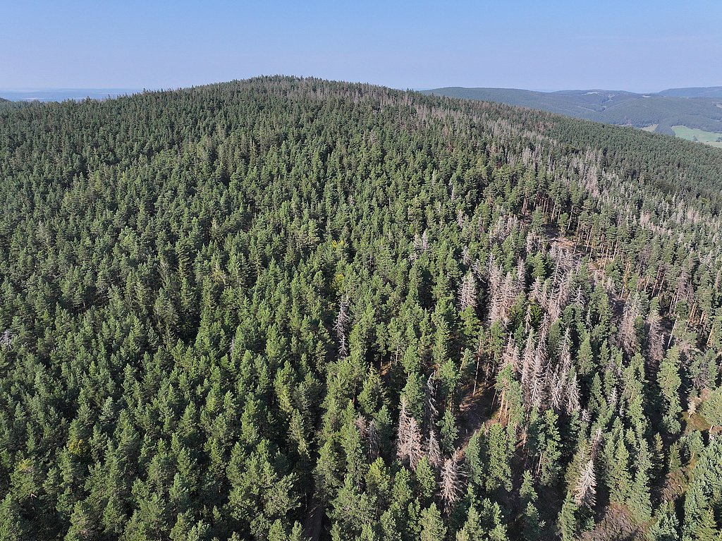 NSG 175, Blick von Süden auf den Quittelsberg im Nordosten des NSG „Meuraer Heide“ nordwestlich bis nördlich Meura (Landkreis Saalfeld-Rudolstadt) mit beerstrauchreichem Kiefernwald und zahlreichen Dürrständern nach Borkenkäferbefall der Fichten sowie eingestreuten Lärchen. (Foto: Holm Wenzel, 01.09.2024)