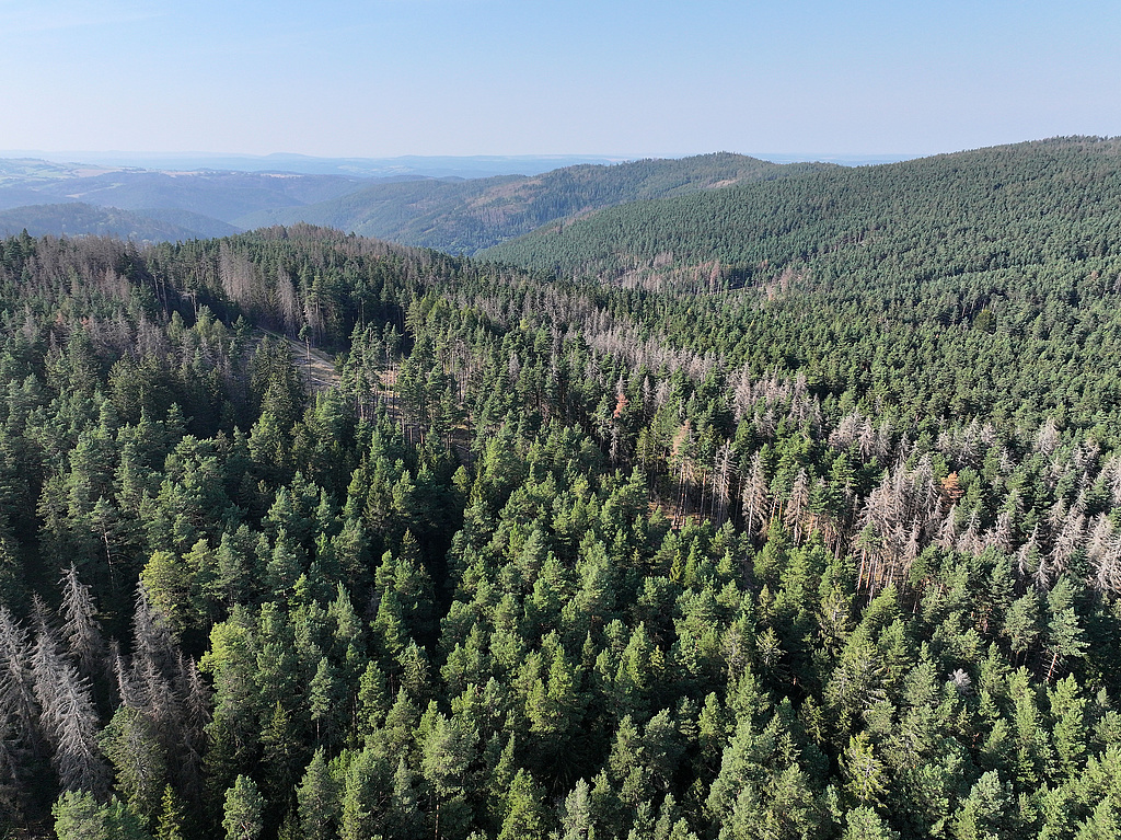 NSG 175, Blick von Süden über südliche und zentrale Teile des NSG „Meuraer Heide“ nordwestlich bis nördlich Meura (Landkreis Saalfeld-Rudolstadt) mit der Heide im Süden über das Quellgebiet der Nassen Quelitz bis zum Westteil des Quittelsberges mit beerstrauchreichem Kiefernwald und zahlreichen Dürrständern nach Borkenkäferbefall der Fichten sowie eingestreuten Lärchen. (Foto: Holm Wenzel, 01.09.2024)