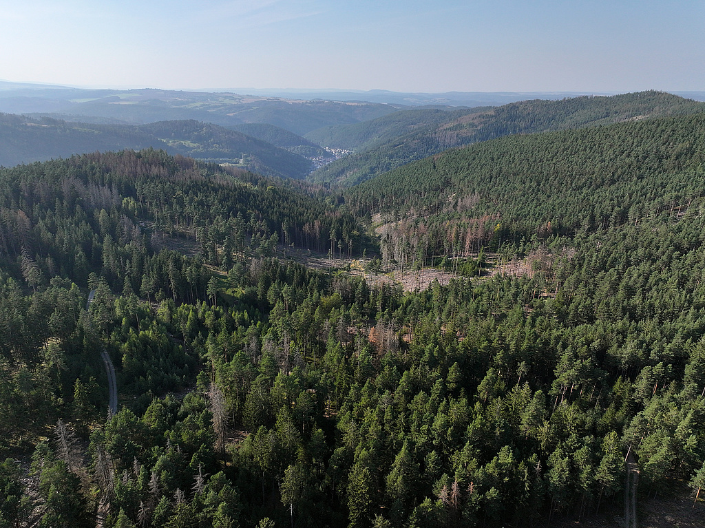 NSG 175, Blick von Südosten in das Tälchen der Nassen Quelitz, die hinten in das Tal der Lichte mit den Orten Quelitz und Unterweißbach mündet und eingerahmt wird von Heide und Bielstein links und Quittelsberg rechts mit beerstrauchreichem Kiefernwald und zahlreichen Dürrständern nach Borkenkäferbefall der Fichten sowie eingestreuten Lärchen, im zentralen Teil des NSG „Meuraer Heide“ nordwestlich bis nördlich Meura (Landkreis Saalfeld-Rudolstadt). (Foto: Holm Wenzel, 01.09.2024)