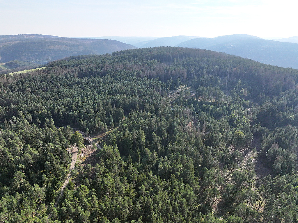 NSG 175, Blick von Nordnordost auf die Heide mit beerstrauchreichem Kiefernwald, Löchern und zahlreichen Dürrständern nach Borkenkäferbefall der Fichten sowie eingestreuten Lärchen im südlichen Teil des NSG „Meuraer Heide“ nordwestlich bis nördlich Meura (Landkreis Saalfeld-Rudolstadt). (Foto: Holm Wenzel, 01.09.2024)