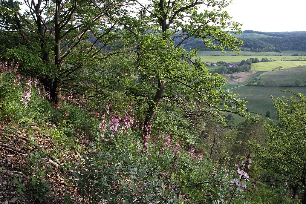 NSG 179; steiler Westhang des Schönberges mit Diptam Dictamnus albus auf Kalk-Halbtrockenrasen-Brache mit Übergang zum Trockenrasen auf festgelegtem Muschelkalkschutt und –Grus und zum Orchideen-Kalk-Buchenwald (Buchen-Trockenwald) im NSG „Schönberg“ nördlich Reinstädt (Saale-Holzland-Kreis). Blick nach Südsüdwest in den Reinstädter Grund Richtung Geunitz. (Foto: Holm Wenzel, 27.05.2020) 