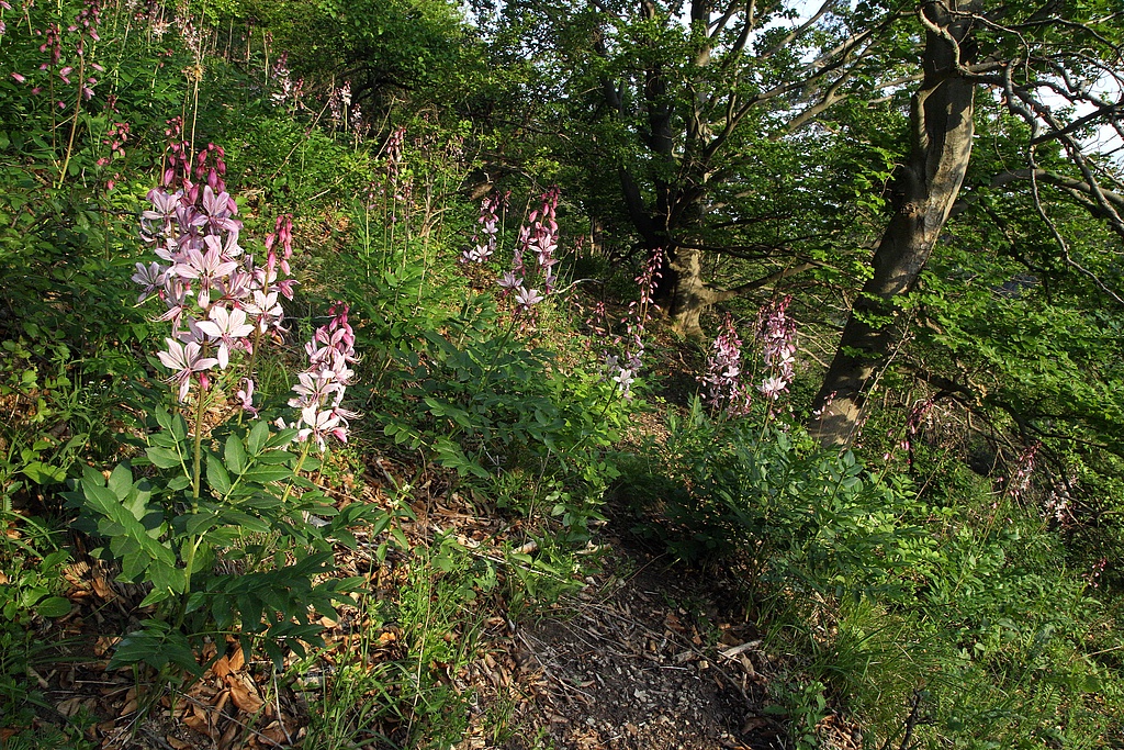 NSG 179; steiler Westhang des Schönberges im südlichen Teil mit Diptam Dictamnus albus auf Kalk-Halbtrockenrasen-Brache mit Übergang zum Trockenrasen auf festgelegtem Muschelkalkschutt und –Grus und zum Orchideen-Kalk-Buchenwald (Buchen-Trockenwald) im NSG „Schönberg“ nördlich Reinstädt (Saale-Holzland-Kreis). (Foto: Holm Wenzel, 27.05.2020) 