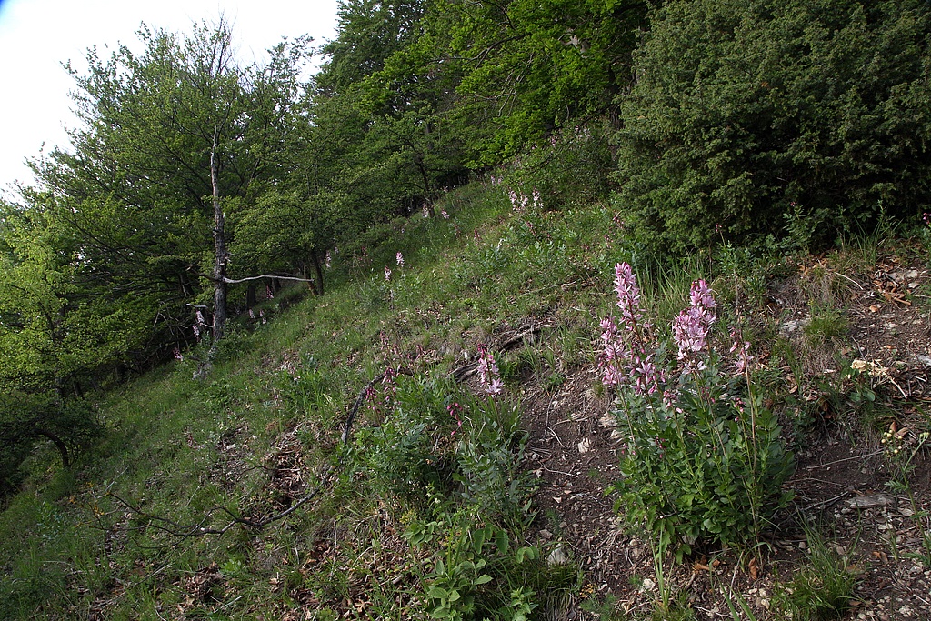 NSG 179; steiler Westhang des Schönberges im südlichen Teil mit Diptam Dictamnus albus auf Kalk-Halbtrockenrasen-Brache mit Übergang zum Trockenrasen auf festgelegtem Muschelkalkschutt und –Grus und zum Orchideen-Kalk-Buchenwald (Buchen-Trockenwald) im NSG „Schönberg“ nördlich Reinstädt (Saale-Holzland-Kreis). (Foto: Holm Wenzel, 27.05.2020) 