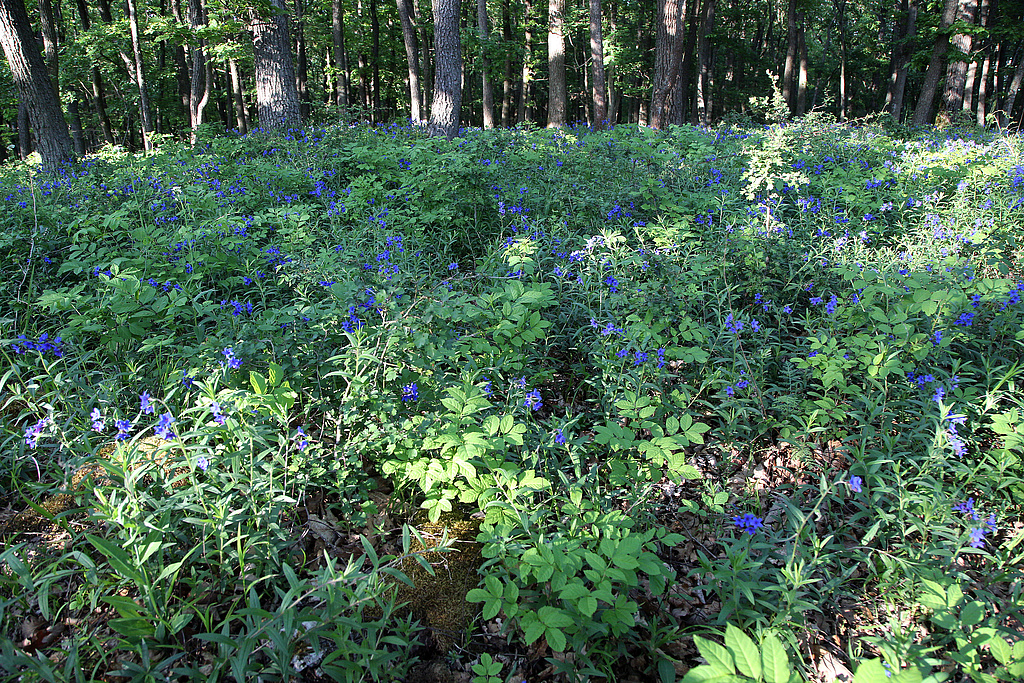 NSG 179; vegetationstypische Krautschicht aus Blaurotem Steinsamen Lithospermum purpurocaeruleum im Steinsamen-Elsbeeren-Eichenwald (Lithospermo-Quercetum), einem Eichen-Trockenwald und Labkraut-Eichen-Hainbuchenwald auf eutrophen trockenwarmen Standorten auf der „Kuppe“ im Westen des NSG „Schönberg“ nördlich Reinstädt (Saale-Holzland-Kreis). (Foto: Holm Wenzel, 17.05.2020) 