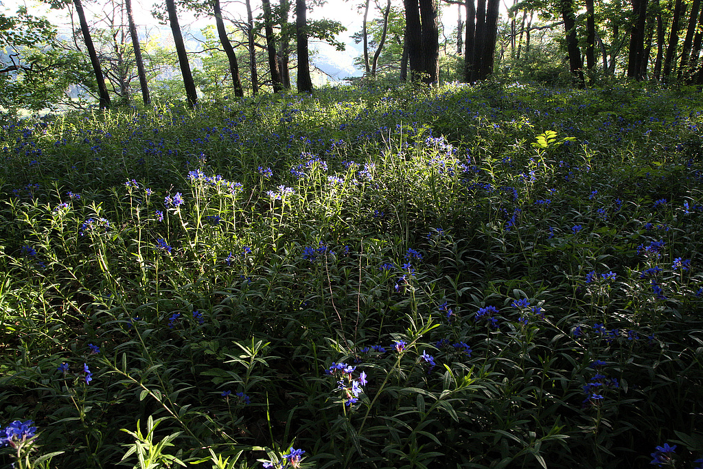 NSG 179; vegetationstypische Krautschicht aus Blaurotem Steinsamen Lithospermum purpurocaeruleum im Steinsamen-Elsbeeren-Eichenwald (Lithospermo-Quercetum), einem Eichen-Trockenwald und Labkraut-Eichen-Hainbuchenwald auf eutrophen trockenwarmen Standorten auf der „Kuppe“ im Westen des NSG „Schönberg“ nördlich Reinstädt (Saale-Holzland-Kreis). (Foto: Holm Wenzel, 17.05.2020) 