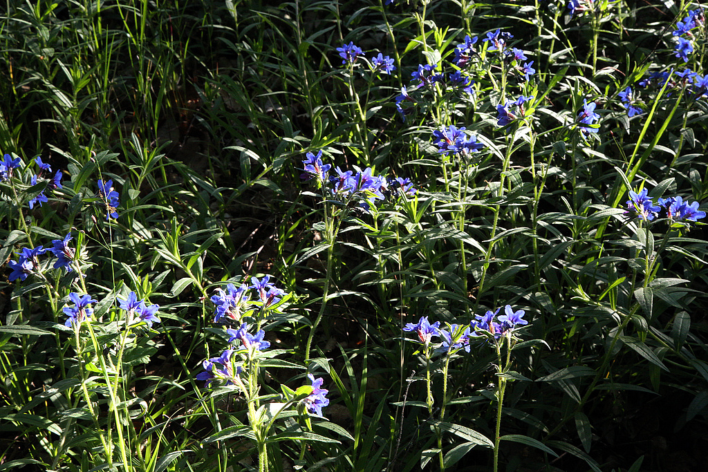 NSG 179; Blauroter Steinsame Lithospermum purpurocaeruleum im Steinsamen-Elsbeeren-Eichenwald (Lithospermo-Quercetum), einem Eichen-Trockenwald und Labkraut-Eichen-Hainbuchenwald auf eutrophen trockenwarmen Standorten auf der „Kuppe“ im Westen des NSG „Schönberg“ nördlich Reinstädt (Saale-Holzland-Kreis). (Foto: Holm Wenzel, 17.05.2020) 
