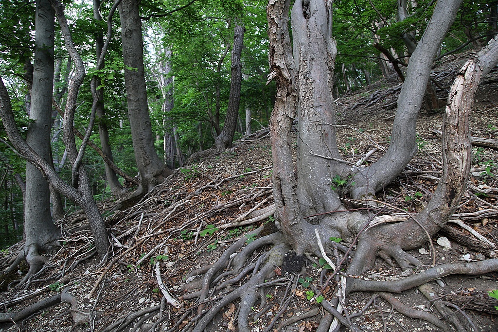 NSG 179; Orchideen-Kalk-Buchenwald auf eutrophem trockenwarmen Standort (Buchen-Trockenwald) am Oberhang westlich der „Kuppe“ im Westen des NSG „Schönberg“ nördlich Reinstädt (Saale-Holzland-Kreis). (Foto: Holm Wenzel, 27.05.2020) 